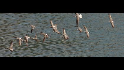 Spotted Redshank