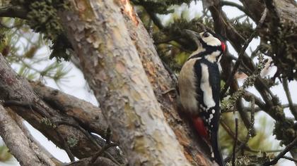 Orman alaca ağaçkakanı