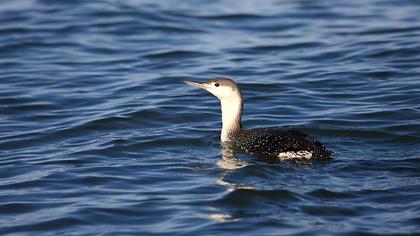 Kızılgerdanlı dalgıç