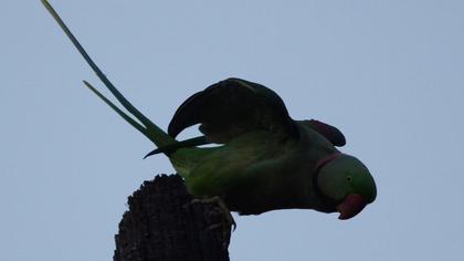 İskender papağanı