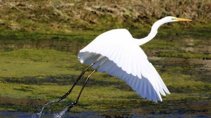 Büyük ak balıkçıl
