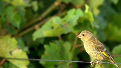 European Greenfinch