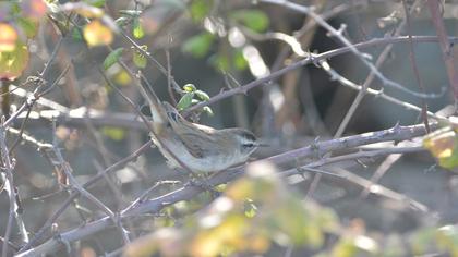 Bıyıklı kamışçın