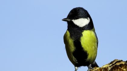 Great Tit