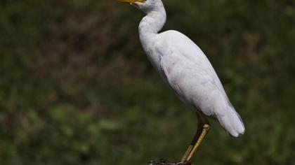 Sığır balıkçılı