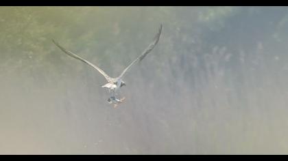 Western Osprey