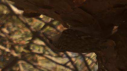 Orman tırmaşıkkuşu