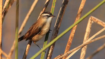 Bıyıklı kamışçın