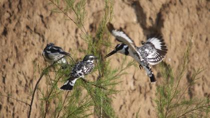 Alaca yalıçapkını