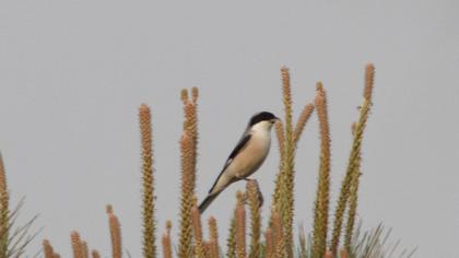 Karaalınlı örümcekkuşu