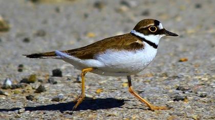 Halkalı küçük cılıbıt