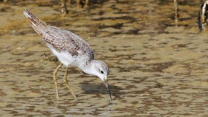 Bataklık düdükçünü
