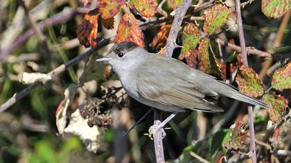 Karabaşlı ötleğen