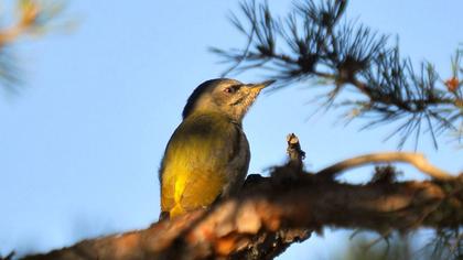 Küçük yeşil ağaçkakan