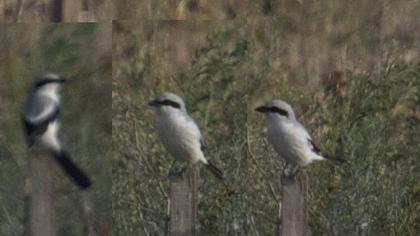 Büyük örümcekkuşu