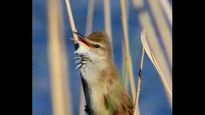 Büyük kamışçın