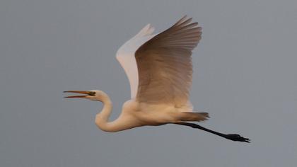 Great Egret