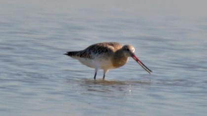 Kıyı çamurçulluğu