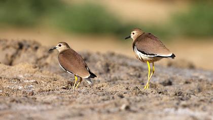 Akkuyruklu kızkuşu