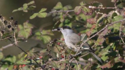 Karabaşlı ötleğen