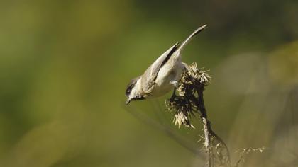 Akyanaklı baştankara