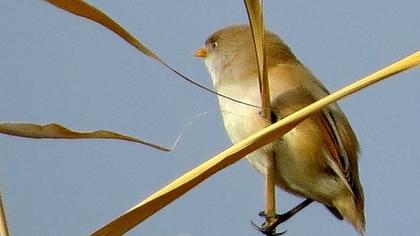 Bıyıklı baştankara