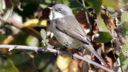 Küçük akgerdanlı ötleğen