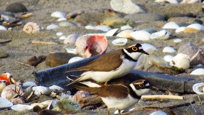 Halkalı küçük cılıbıt