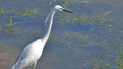 Küçük ak balıkçıl