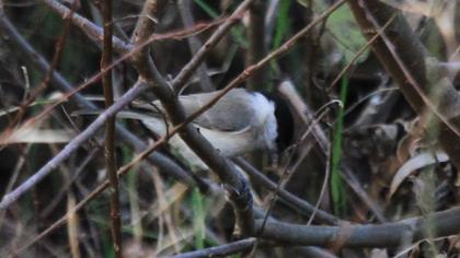 Kayın baştankarası