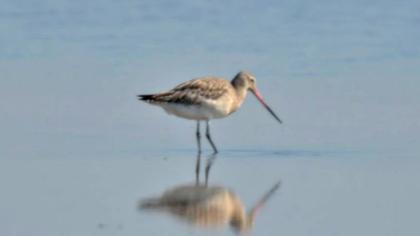 Kıyı çamurçulluğu