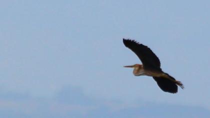 Erguvani balıkçıl