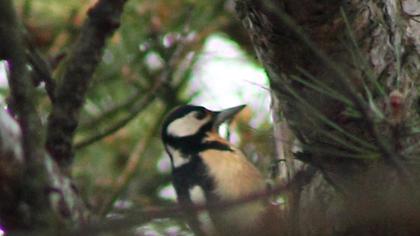 Orman alaca ağaçkakanı