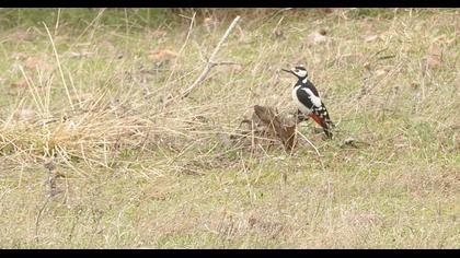 Orman alaca ağaçkakanı