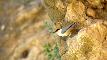 Büyük kaya sıvacısı