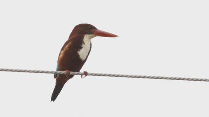 İzmir yalıçapkını