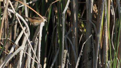 Bıyıklı kamışçın