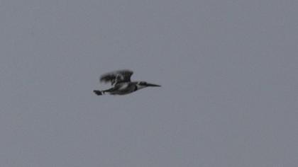 Alaca yalıçapkını