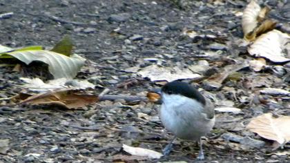 Kayın baştankarası