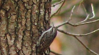 Bahçe tırmaşıkkuşu