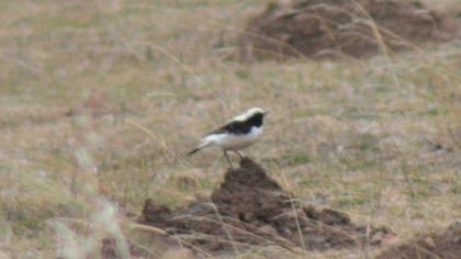 Aksırtlı kuyrukkakan