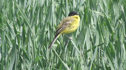 Sarı kuyruksallayan