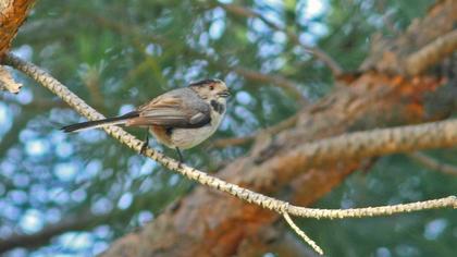 Uzunkuyruklu baştankara