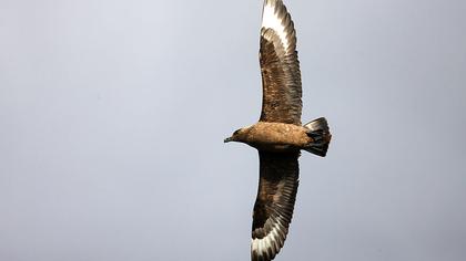 Büyük korsanmartı