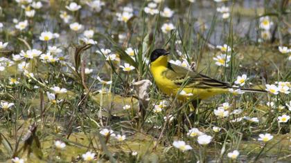 Sarı kuyruksallayan