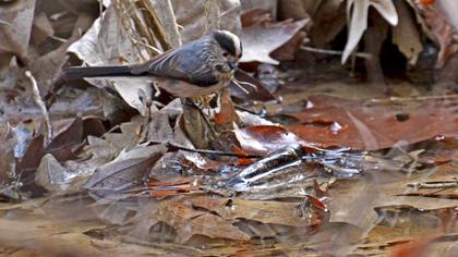 Uzunkuyruklu baştankara