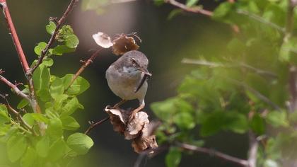 Bıyıklı ötleğen