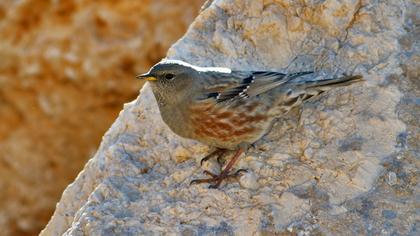 Büyük dağbülbülü