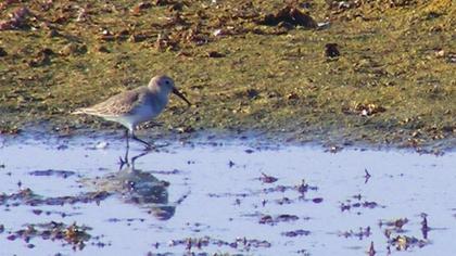 Karakarınlı kumkuşu