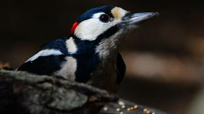 Orman alaca ağaçkakanı